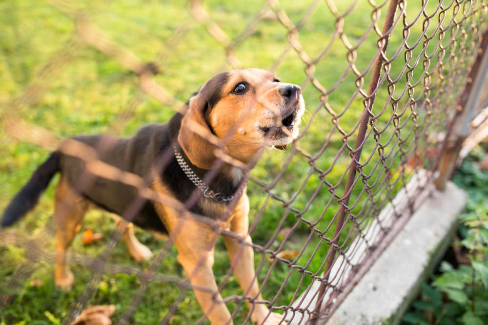Planning an effective fence for your dog